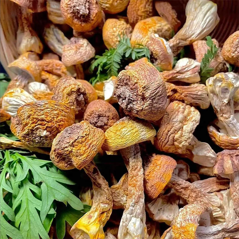 天野园云南食用菌姬松茸120g/瓶*2瓶（DF）