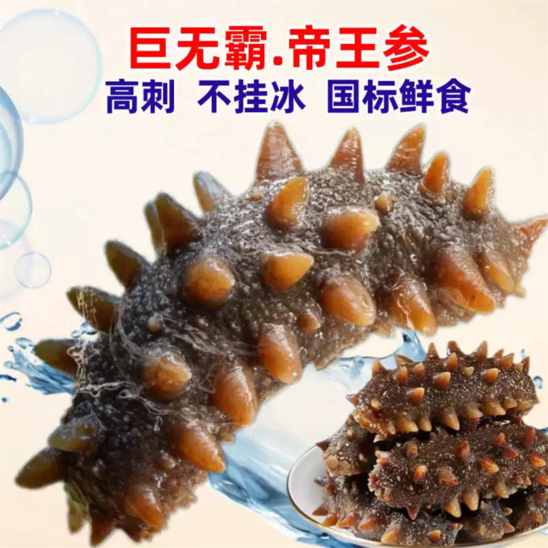 双11-大连鲜食海参王辽参1.5kg【配送方式：提货券】